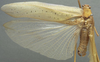 CollectionObject 1505878; d933f830-6bdd-4241-b166-0465ee622bb9: male habitus, dorsal view (syntype). (CollectionObject).;CollectionObject 1505879; 8a29884e-38dd-469c-a700-256fd96f53de: male habitus, dorsal view (syntype). (CollectionObject).