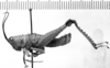 CollectionObject 1543595; e207d5d2-d403-4f91-ab93-6423f6d600cf: Image Carbonell, C.S. male, lateral view (holotype). (CollectionObject).