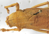 CollectionObject 1539752; e07ce68e-0f42-484b-9024-ac61281af520: male pronotum dorsal (holotype). (CollectionObject).