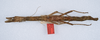 CollectionObject 1562343; c8b726ff-faaa-44ad-b8fa-713c02fe130c: copyright ZMUH, Hamburg. female, dorsal view (syntype). (CollectionObject).