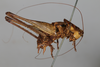 CollectionObject 1505836; bb6c90b3-dc1c-477a-bc51-c27b0a36fc50: male, lateral view (syntype). (CollectionObject).