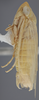 Habitus, lateral view on Chlorotettix filamenta DeLong, 1937: Lateral. (Observation).