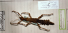 CollectionObject 1559183; 961a2fe9-af9c-4b59-90a6-6b144624605f: copyright MHNG Geneva. female of synonym Antillophilus brevitarsus (holotype). (CollectionObject).