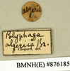 CollectionObject 1573068; 70c5adcf-488b-4d09-8c83-5fdb91910c4e: Copyright Natural History Museum, London. Labels from non-type (adult male) in BM(NH). (CollectionObject).