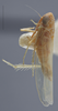 Habitus, lateral view: Lateral. (Observation).