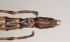 CollectionObject 1558247; 3561054c-469a-4110-864c-9d03ba2dd9de: copyright Natural History Museum, London. female: end of abdomen, ventral view (paratype). (CollectionObject).;CollectionObject 1558248; 01b2e8bc-046c-4eb6-9b39-8a056fb49749: copyright Natural History Museum, London. female: end of abdomen, ventral view (paratype). (CollectionObject).