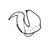 Maculiparia obtusa solimoensis Carbonell, 2002: Fig. 64G. epiphallus, lateral view. (Otu).