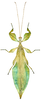 CollectionObject 1589191; 8b3c0914-9cc3-49c2-a576-6cbf4c0038bc: male (paratype). (CollectionObject).;CollectionObject 1589192; 76302ed4-f11a-4586-9827-413d79f3d462: male (paratype). (CollectionObject).;CollectionObject 1589193; 05edd51c-270e-462e-a838-354e9d87c0f8: male (paratype). (CollectionObject).