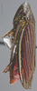Habitus, lateral view: !! display not done !! on Apogonalia mediolineata (Fowler, 1899): Lateral. (Observation).