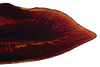 Second valvula of ovipositor on Coarctana oricula Domahovski & Cavichioli, 2023: Female paratype [DZUP]: apical portion of second valvula, lateral view. (Observation).
