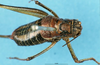 CollectionObject 1507109; 7d77e5b7-2c86-4399-b27f-d91512595131: female, dorsal view. (CollectionObject).