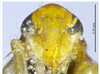 Head on Arboridia (Arboridia) anteoculara Song & Li, 2013: (Observation).