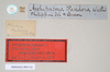 CollectionObject 1560636; NHMUK(SF IMPORT DUPLICATE) 845142, 108bb131-f424-4f8a-b9d9-0c7b394ebea8: copyright Natural History Museum, London. male of Orthomeria pandora, data labels (lectotype). (CollectionObject).