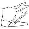 Pygofer, lateral view: Genital capsule, lateral view. (Observation).