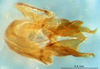 CollectionObject 1476765; 02787473-ee93-4d51-82d2-91ba58fb889e: phallic complex (holotype). (CollectionObject).
