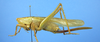 Bucrates capitatus (De Geer, 1773): female, lateral view. (Otu).