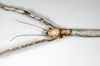 CollectionObject 1559393; 0e494eb9-8e8e-4ca8-9996-7aa68fc51e5e: copyright ZMHB, Berlin. female: head & thorax, dorsal view (holotype). (CollectionObject).
