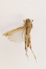 CollectionObject 1478666; 403fae03-4a4a-4a9b-b0c1-8d505e8a0535: male, dorsal view (holotype). (CollectionObject).