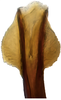 Aedeagus, ventral view: !! display not done !! on Faltala Oman, 1938: apex of aedeagus, caudodorsal view. (Observation).