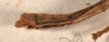 copyright OUMNH. male: end of abdomen, lateral view (syntype). Depicts CollectionObject 1562276; ea5298a1-057c-45cf-be16-b8f48a2364c1, a CollectionObject.;copyright OUMNH. male: end of abdomen, lateral view (syntype). Depicts CollectionObject 1562277; 958f38df-47f1-4b32-9bdf-00a0e4c98a52, a CollectionObject.