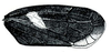 Forewing: !! display not done !! on Drionia nigra Ball, 1915: Drionia nigra, forewing. (Observation).