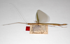 CollectionObject 1561996; 5dc5585a-aabc-40f4-aeb2-c11d030b0fe7: copyright ZMHB, Berlin. female, lateral view (syntype). (CollectionObject).;CollectionObject 1561997; 46748e3b-a7d3-4693-bbcc-b6709fd08cac: copyright ZMHB, Berlin. female, lateral view (syntype). (CollectionObject).