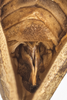 Ovipositor on Fowlerium acutum (Doering, 1941): (Observation).
