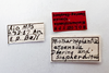 Other: !! display not done !! on Mistharnophantia ajoensia Doering & Shepherd, 1947: (Observation).