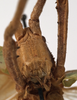CollectionObject 1534529; 4e083f46-6822-4730-acca-dc3d4a0a1dfd: female face (syntype of Roxelana rufipes). (CollectionObject).