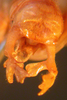 CollectionObject 1543679; 443ae864-24b6-44b5-b8cd-91cb2923b89f: male abdomen tip, postero-dorsal view (syntype). (CollectionObject).