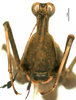 CollectionObject 1585482; 3c475353-cecd-423e-8024-f4baf62ab89f: female, frontal view. (CollectionObject).
