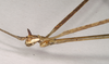 CollectionObject 1557404; NHMUK(SF IMPORT DUPLICATE) 844579, f982ad17-1fb2-4306-b659-c030ef0331f6: copyright Natural History Museum London. male of synonym Bacteria trophinus: head, lateral view (holotype). (CollectionObject).
