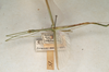 CollectionObject 1562509; fa56298d-0166-4998-b8e0-15c24e7f1f61: copyright St. Petersburg. male of Sipyloidea normalis (probable plt). (CollectionObject).