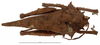 CollectionObject 1574066; 41104480-4aea-4fbe-a18d-c6d3a7772506: female, dorsal view. (CollectionObject).