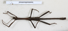 CollectionObject 1560414; fd053052-1efb-4970-be40-8e878404e646: copyright MHNG Geneva. male, dorsal view of synonym Ocnophila adulterina (holotype). (CollectionObject).