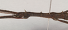 CollectionObject 1560145; NHMUK(SF IMPORT DUPLICATE) 844685, 8adfe78e-06eb-47c2-85fa-a4856868b1a1: copyright Natural History Museum, London. male: head & thorax, lateral view (holotype). (CollectionObject).