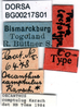 CollectionObject 1502367; fb9496f6-5cdf-424d-8089-f21baede6aa6: labels (paralectotype). (CollectionObject).