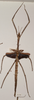 CollectionObject 1557423; a67660e4-0f78-4b4e-af9a-2536327852b6: copyright OUMNH. female (syntype). (CollectionObject).