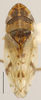 Habitus, dorsal view on Cerrillus Oman, 1938: Cerrillus notatus, dorsally (INHS). (Observation).