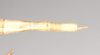 CollectionObject 1558001; NHMUK(SF IMPORT DUPLICATE) 844909, c78aab5a-793f-44bf-a38b-8755346809e4: copyright Natural History Museum, London. female: end of abdomen, dorsal view of synonym Gratidia hebraica (holotype). (CollectionObject).