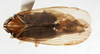 Habitus, dorsal view: !! display not done !! on Synecdoche impunctata (Fitch, 1851): (Observation).