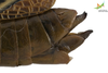 CollectionObject 1861680; Unioeste Cascavel K-0564, a9c3c7e1-329f-4149-aa9b-ccc3204b71fd: Female. End of abdomen, lateral view. (CollectionObject).