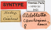 CollectionObject 1587347; MNHN(SF IMPORT DUPLICATE) MNHN-EP-EP3421, c87fc8f6-42a3-4b44-bcdf-f91ecef01087: CC BY-NC-ND 4.0/MNHN - Depraetere Marion - 2014. Syntype, female, of cambouini Saussure, 1891. Specimen number: MNHN-EP-EP3421. http://coldb.mnhn.fr/catalognumber/mnhn/ep/ep3421. (CollectionObject).