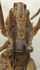 CollectionObject 1535165; e9d5f4f4-cb4f-4f1a-bbb3-9acfb3d67e5d: male pronotum, dorsal view (lectotype). (CollectionObject).