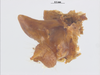 CollectionObject 1578225; ad0dcb8f-d87a-4429-870c-7cd0991b649a: male, paraproct and cercus. (CollectionObject).