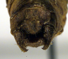 CollectionObject 1500392; 5dac48c4-6049-4ff4-9fbc-43d3a72e5cba, DORSA BTpolineS01: male cerci (syntype). (CollectionObject).