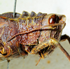 CollectionObject 1498817; d9801811-edea-4dbe-8727-8ee644bd931e: female, head and pronotum, lateral view. (CollectionObject).