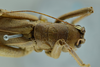 CollectionObject 1531880; 4f4c2297-5f8c-45d6-97b7-8d1b4a02e1c5: female head and pronotum, dorsal view (holotype). (CollectionObject).