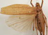 CollectionObject 1534583; 202f17db-b7e5-4cf3-82ff-d09e88acea1b: female, dorsal view (holotype). (CollectionObject).