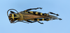 CollectionObject 1515689; c1dfc713-46c9-49ac-b3e0-0b79f36c94ca: male, dorsal view, color morph black and yellow. (CollectionObject).